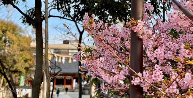 今日の浅草 浅草神社鳥居前で浅草寺境内にある桜は満開です 暖かい二月です ソメイヨシノの開花も早そうですね 桜 Sakura 淺草 Asakusa Tokyo Japan Https Www E Asakusa Jp 浅草観光連盟