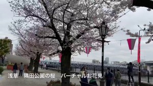 Asakusa-Japan-Sumida-park-cherry-blossoms.